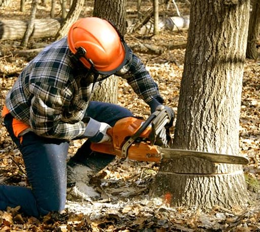 Tree Removal in White Post, VA